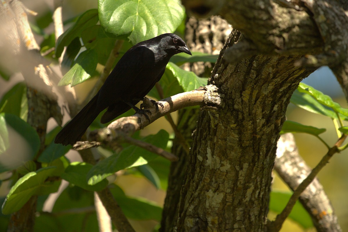 Cuban Blackbird - ML639938890
