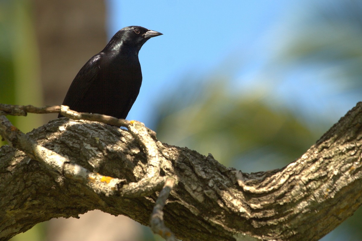Cuban Blackbird - ML639938900