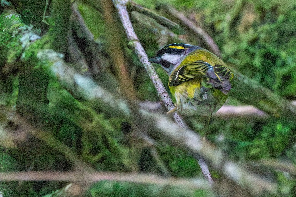Flamecrest - ML639938912