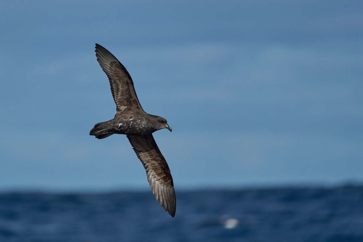 Great-winged Petrel - ML639938915