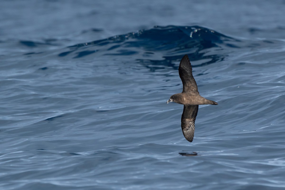 Gray-faced Petrel - ML639938918