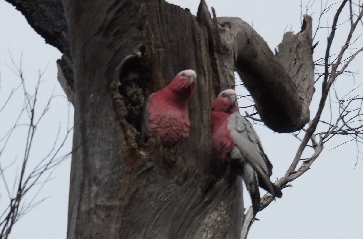 Galah - ML639938925