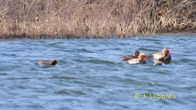 Red-crested Pochard - ML639938936