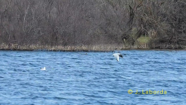Black-headed Gull - ML639938938