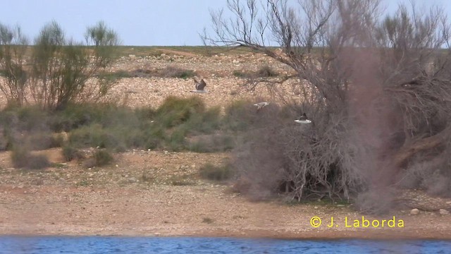 Goéland leucophée - ML639938940