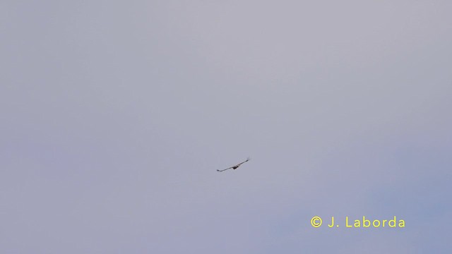 Gänsegeier - ML639938946