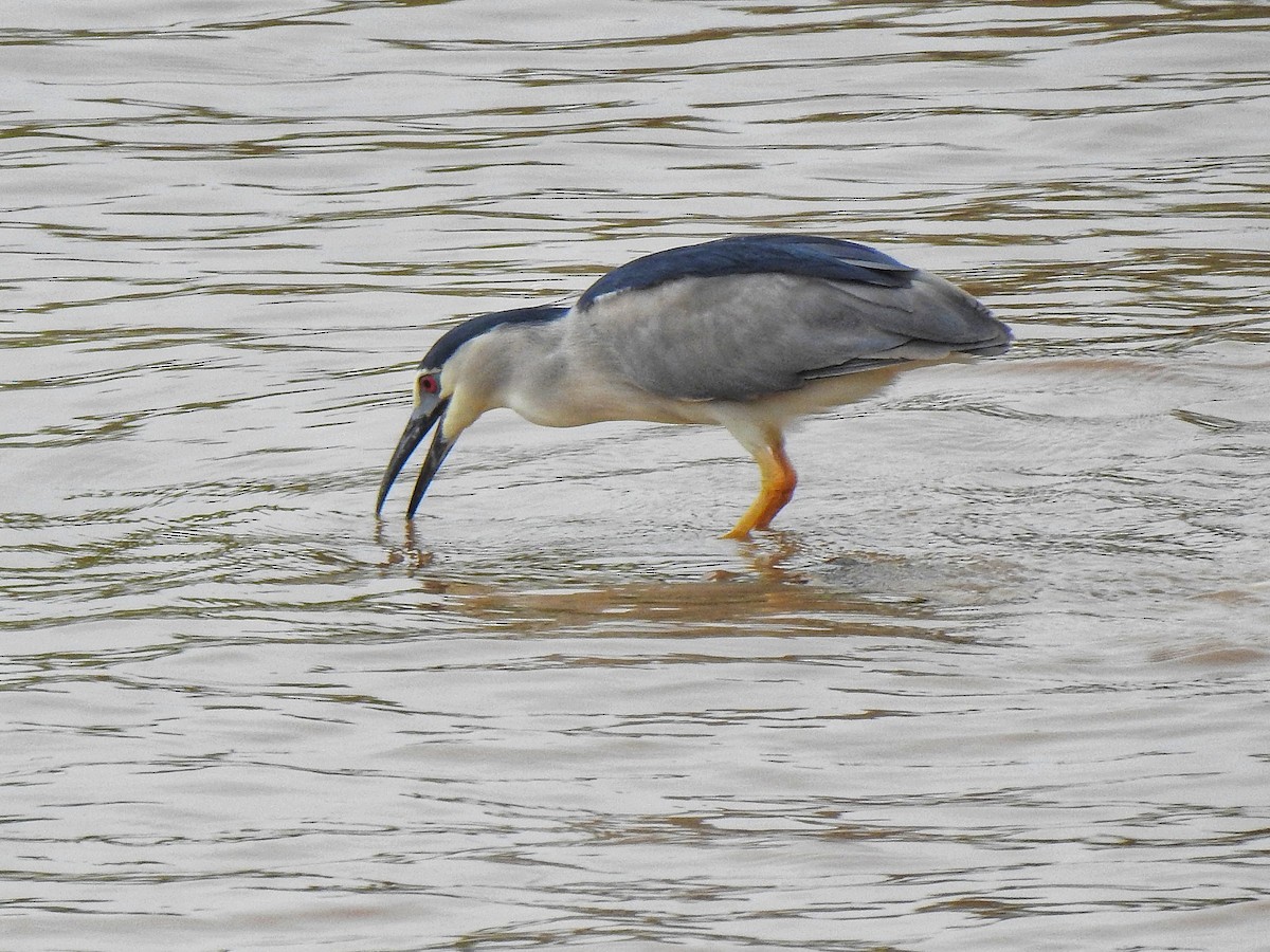 Black-crowned Night Heron - ML639938964