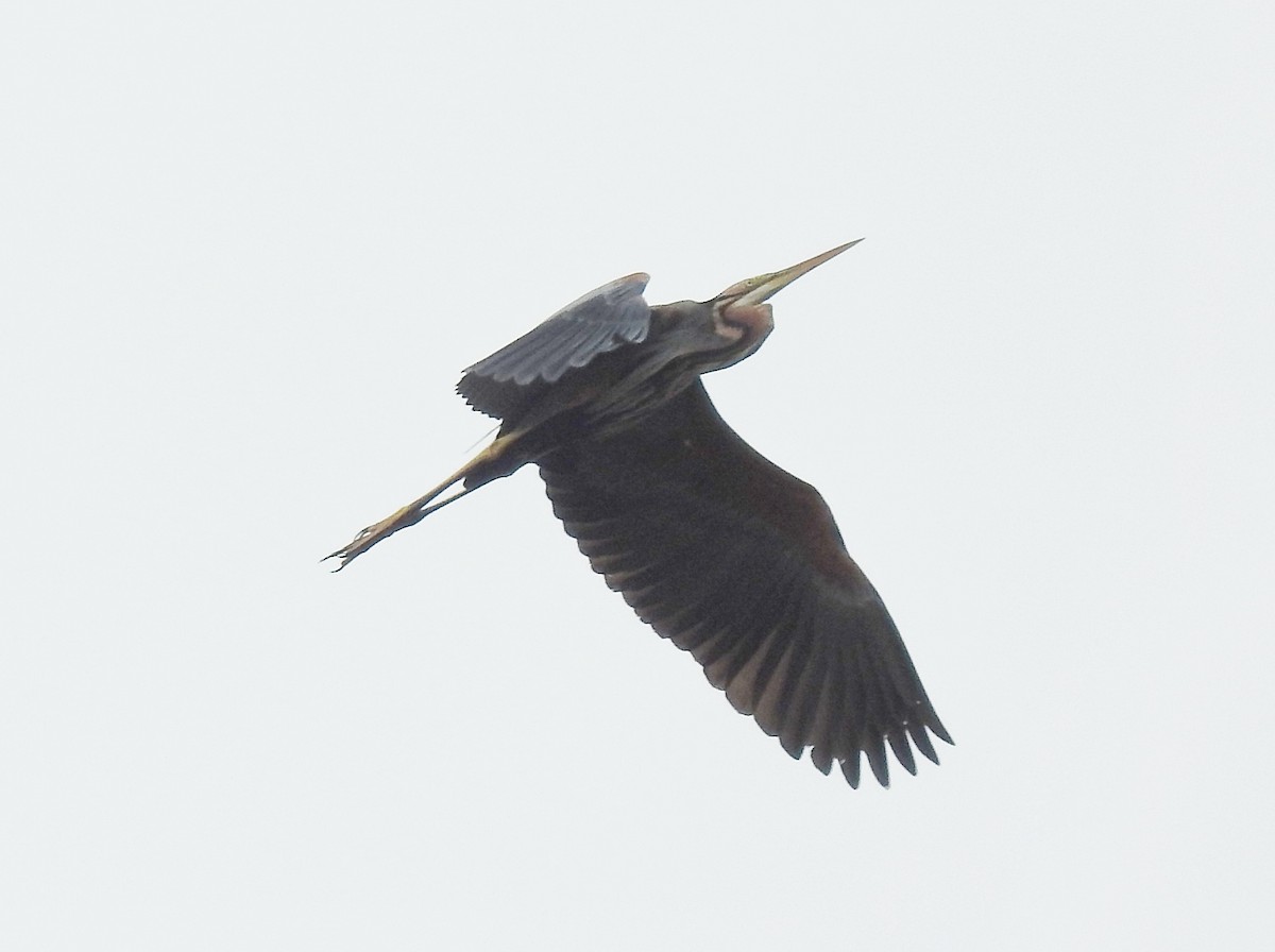 Purple Heron - ML639938969