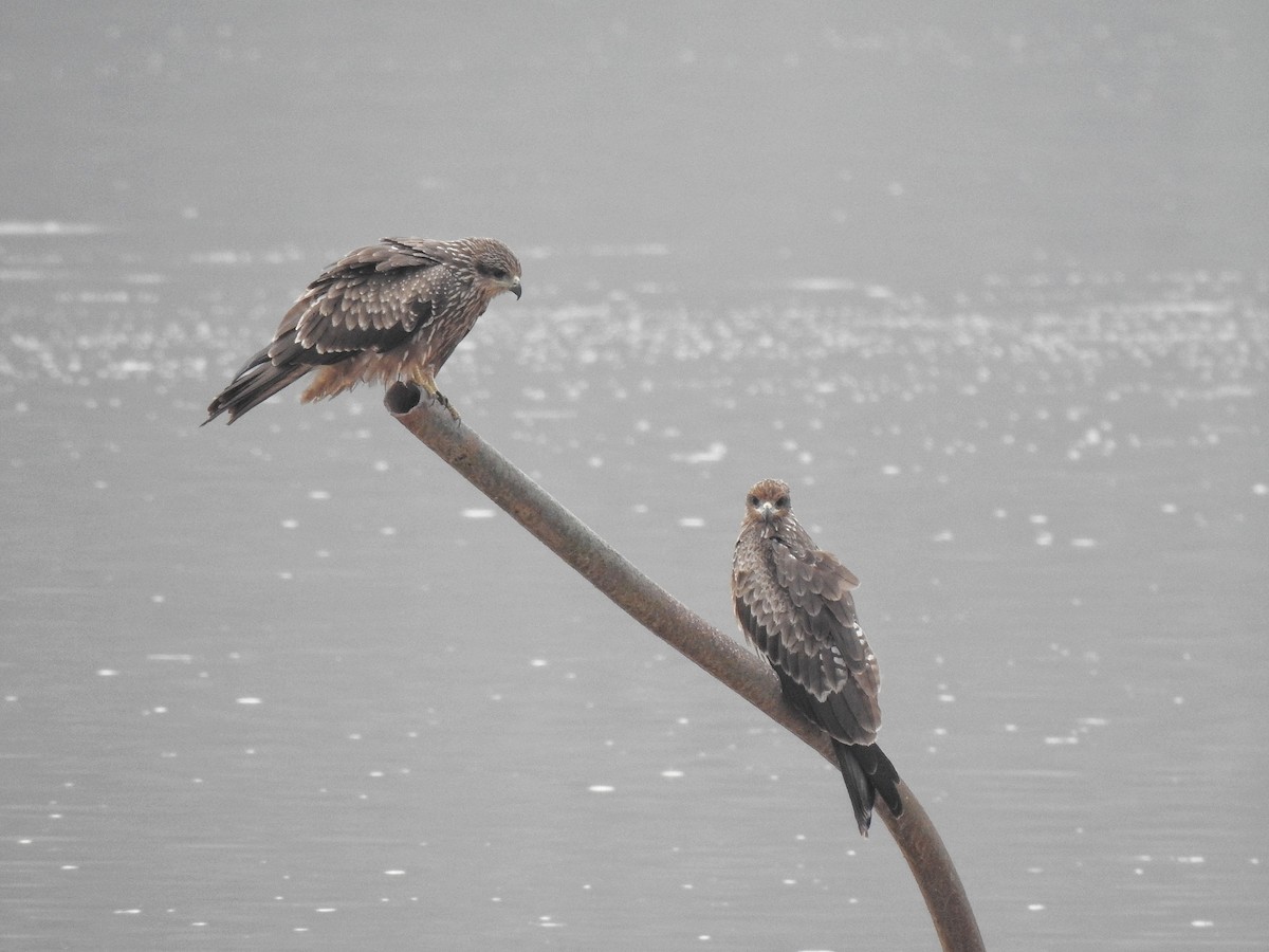 Black Kite - ML639938973