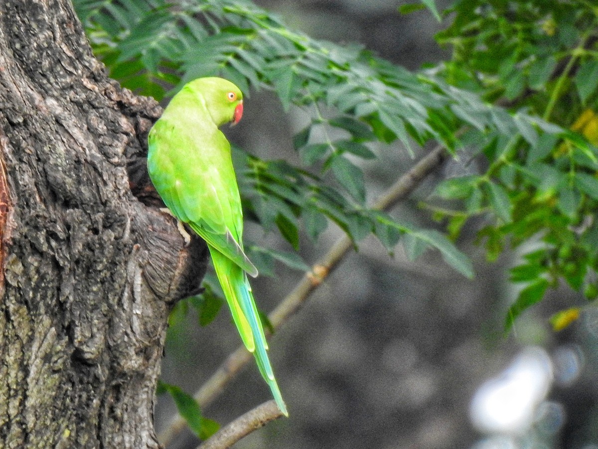 Rose-ringed Parakeet - ML639938975