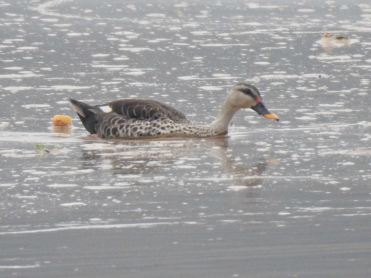 Indian Spot-billed Duck - ML639938981