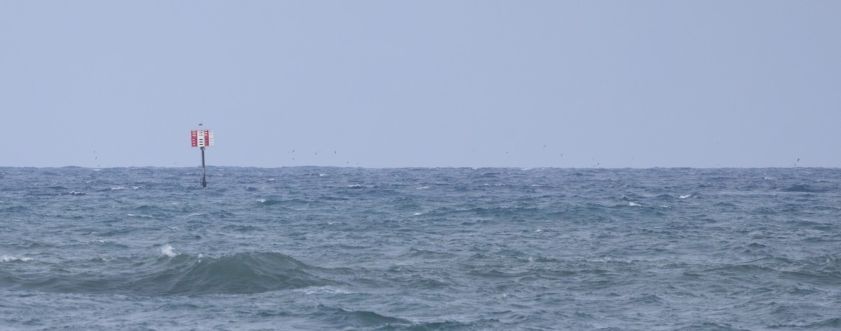 shearwater sp. - ML639939050