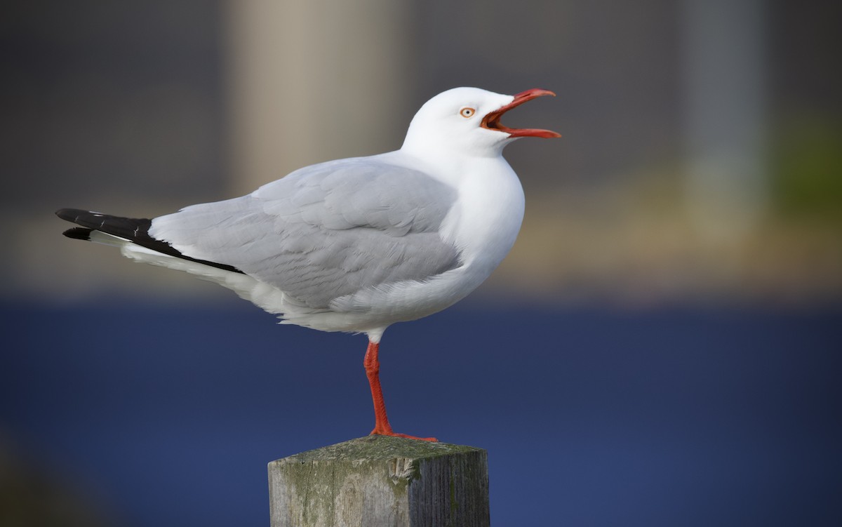 ギンカモメ（novaehollandiae／forsteri） - ML639939080
