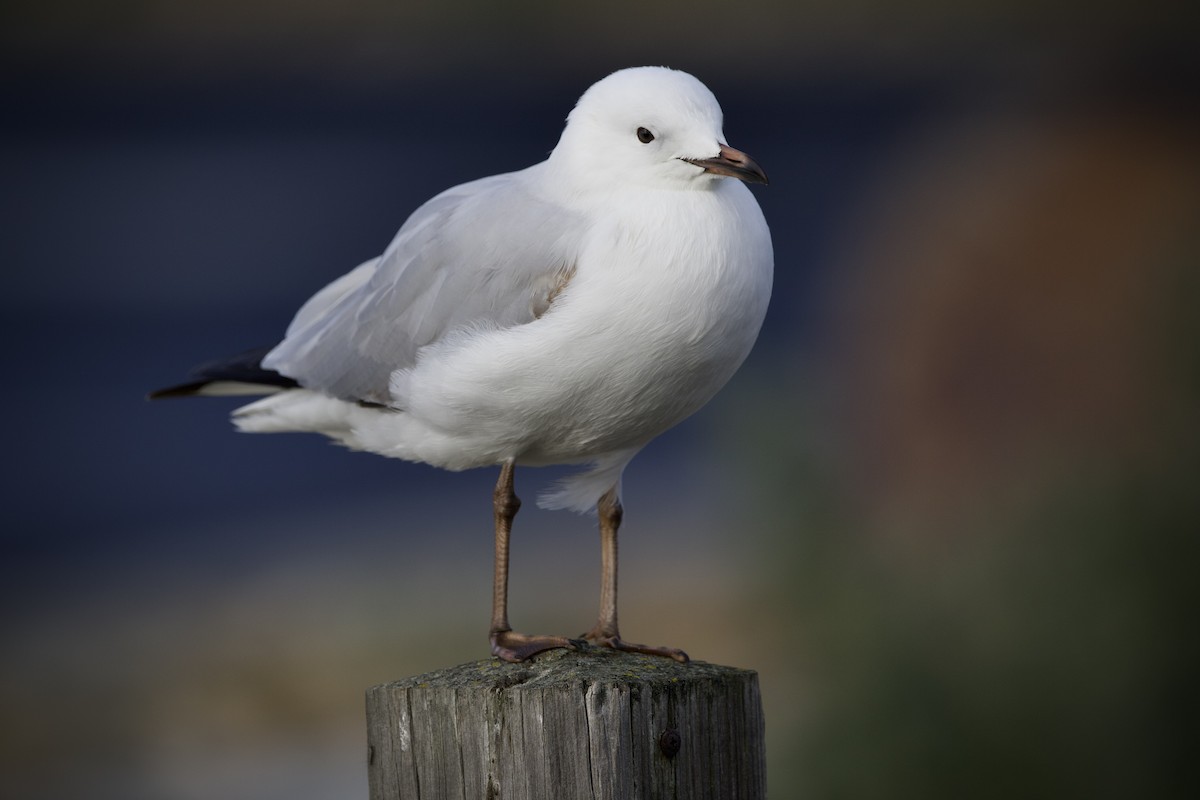 ギンカモメ（novaehollandiae／forsteri） - ML639939083