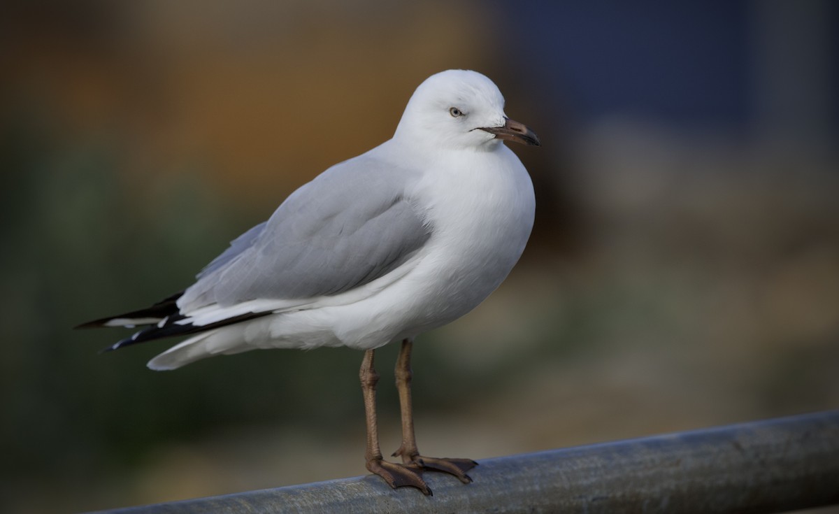 ギンカモメ（novaehollandiae／forsteri） - ML639939085