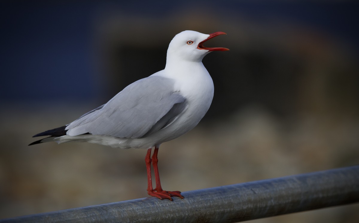 ギンカモメ（novaehollandiae／forsteri） - ML639939089