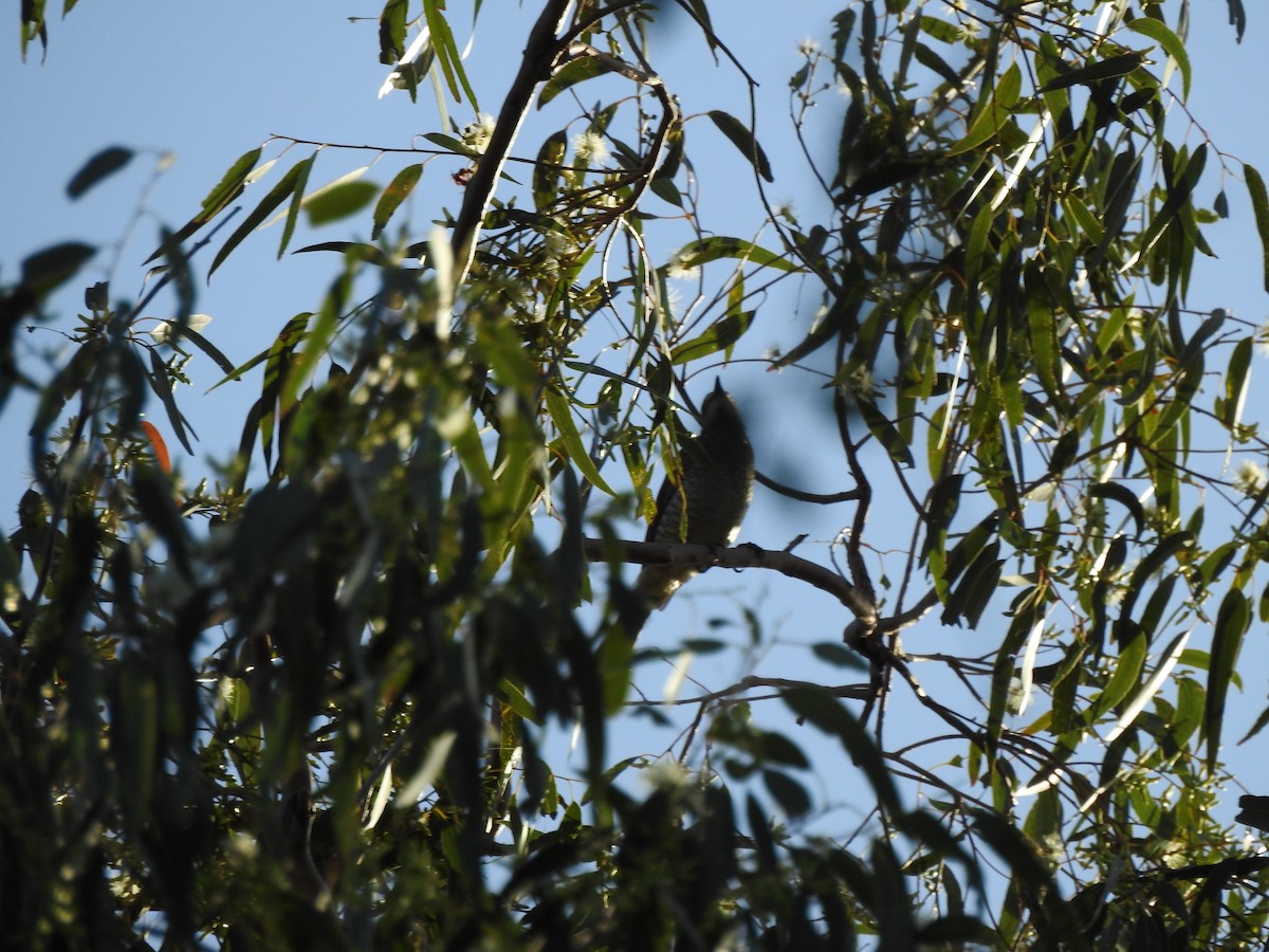 Sahul Cicadabird - ML639939155