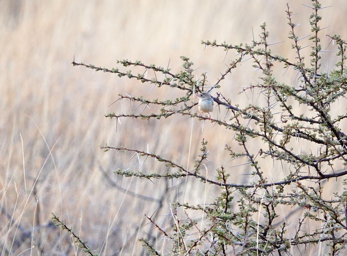Desert Cisticola - ML639939164