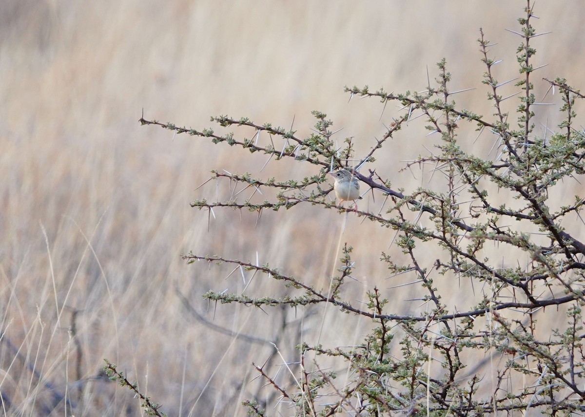 Desert Cisticola - ML639939165