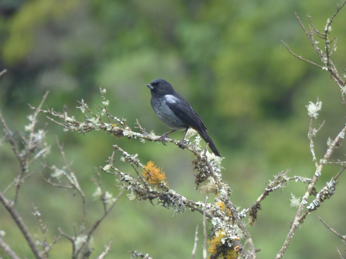 Gray-bellied Flowerpiercer - ML639939227