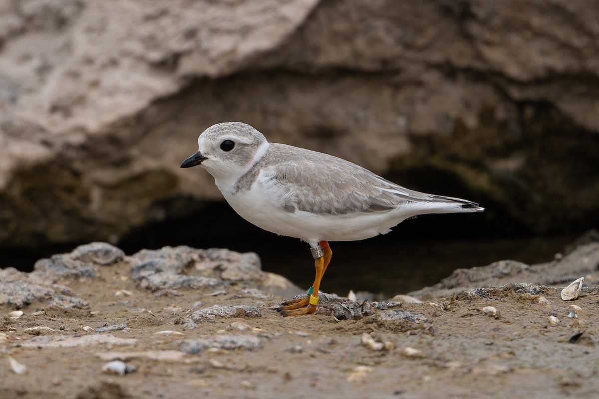 Piping Plover - Ryan Griffiths
