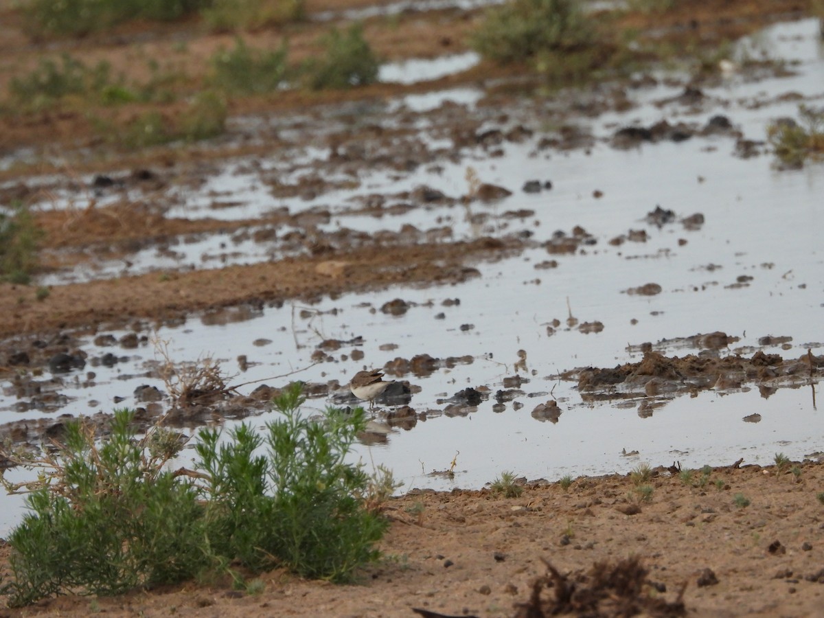 Temminck's Stint - ML639939265