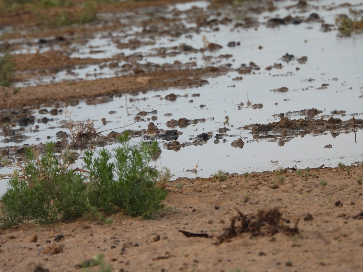 Temminck's Stint - ML639939266