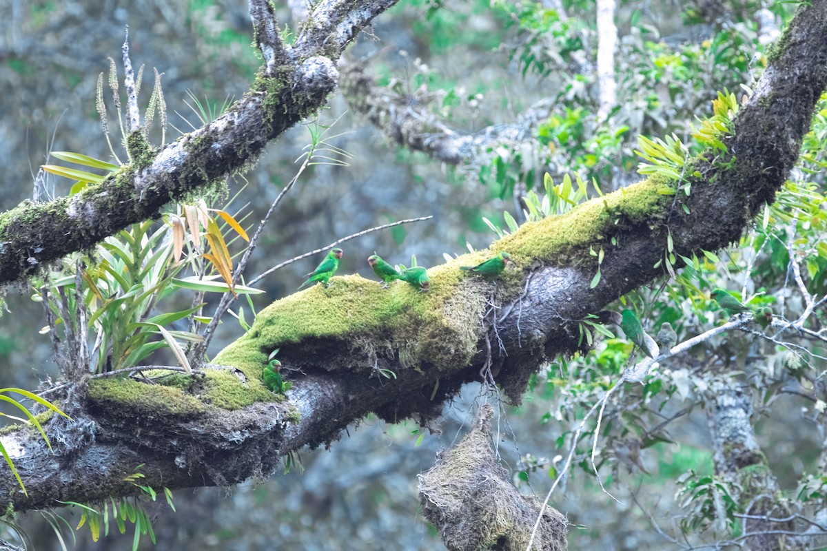 Mindanao Lorikeet - ML639939315