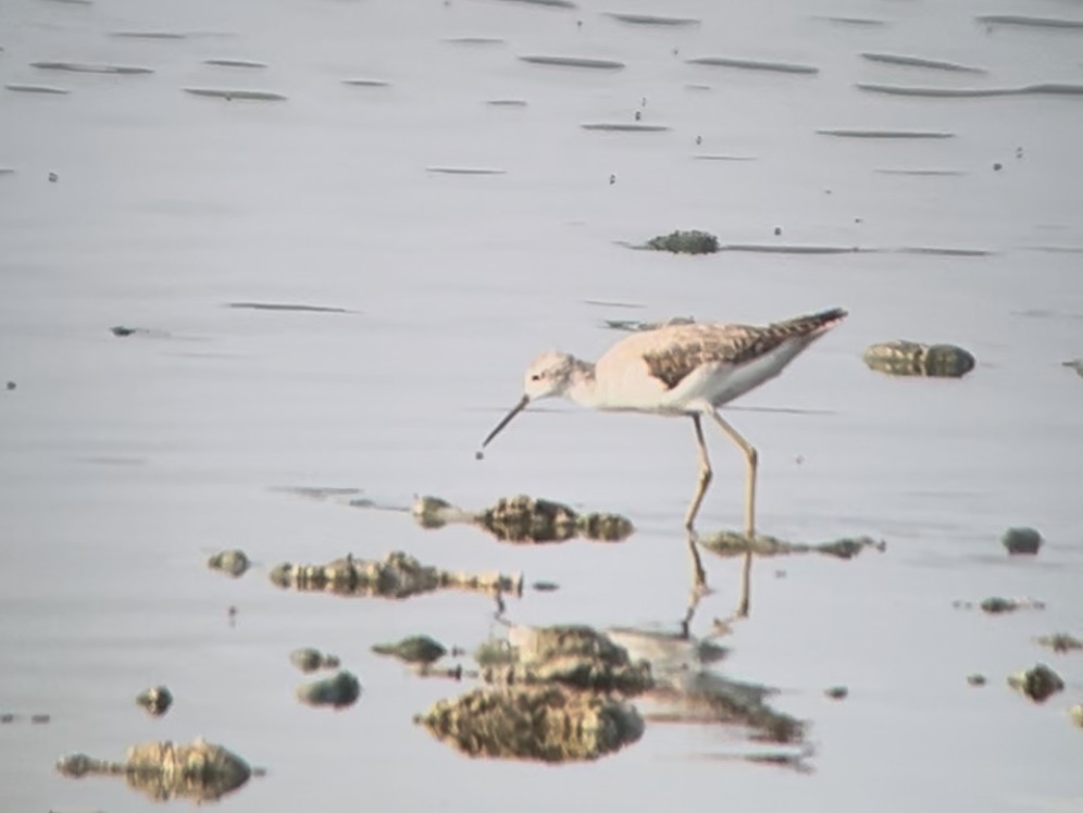 Marsh Sandpiper - ML639939327