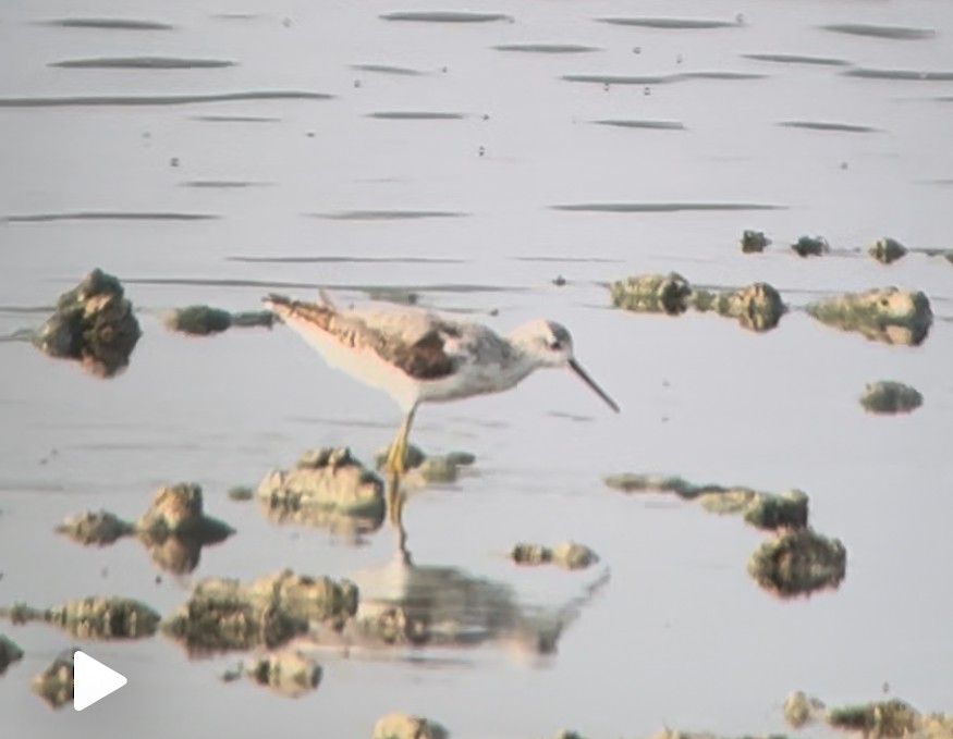 Marsh Sandpiper - ML639939328