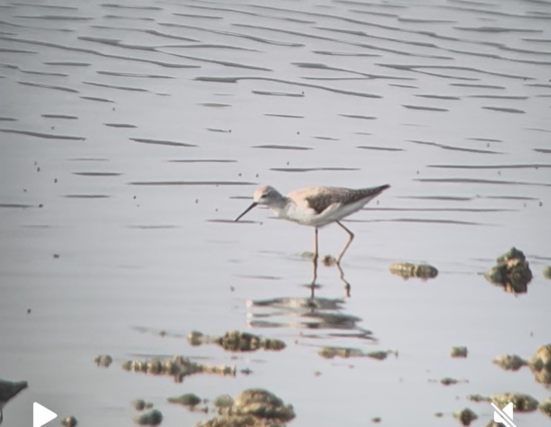 Marsh Sandpiper - ML639939329