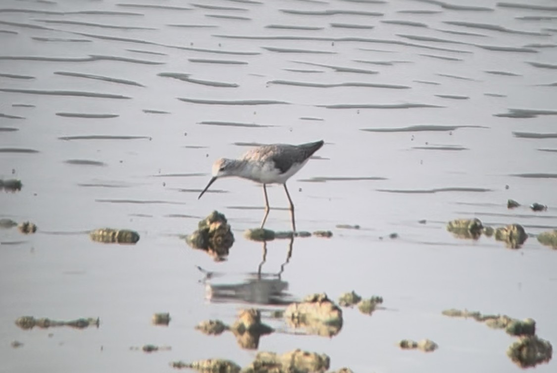 Marsh Sandpiper - ML639939330