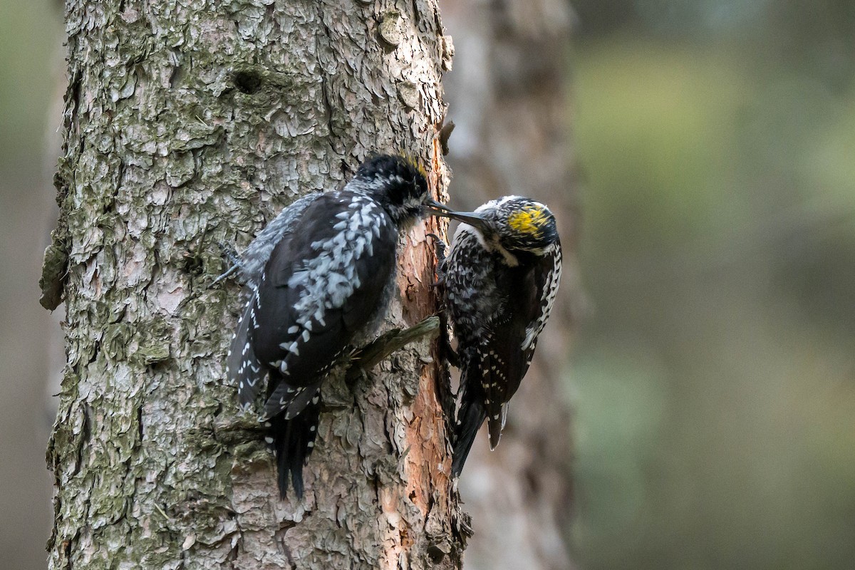 Eurasian Three-toed Woodpecker (Eurasian) - ML639939352