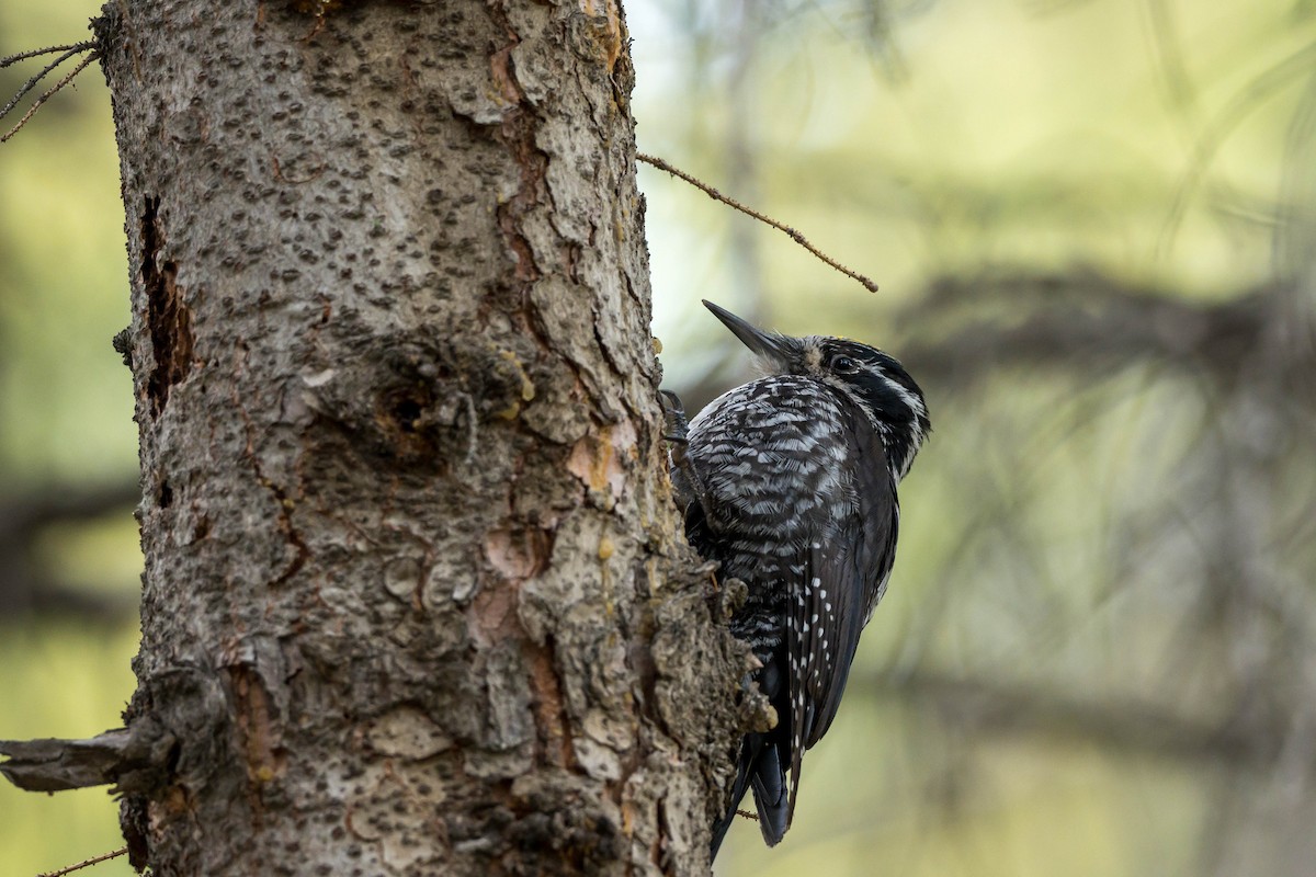 Eurasian Three-toed Woodpecker (Eurasian) - ML639939354