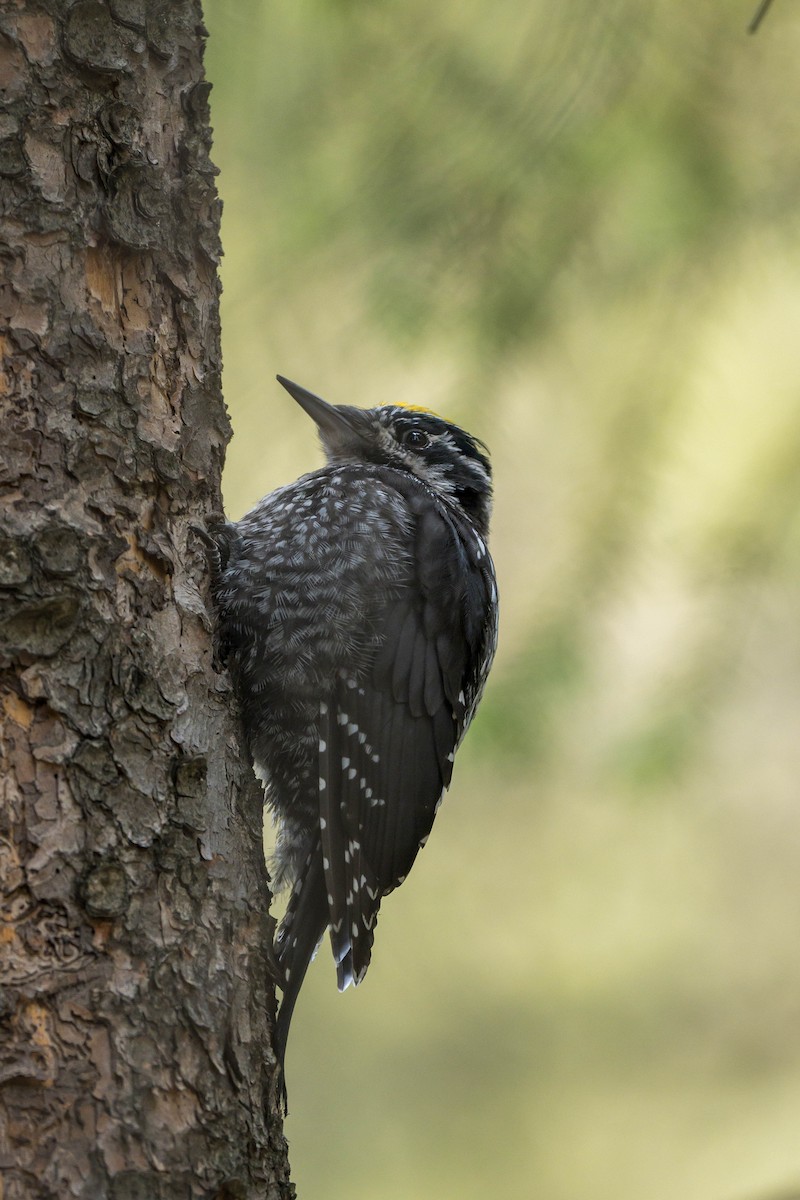 Eurasian Three-toed Woodpecker (Eurasian) - ML639939355