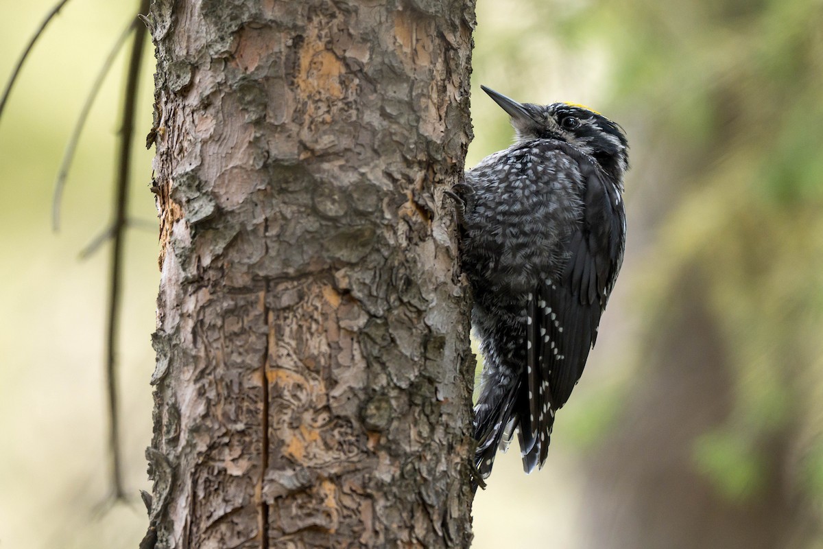Eurasian Three-toed Woodpecker (Eurasian) - ML639939356