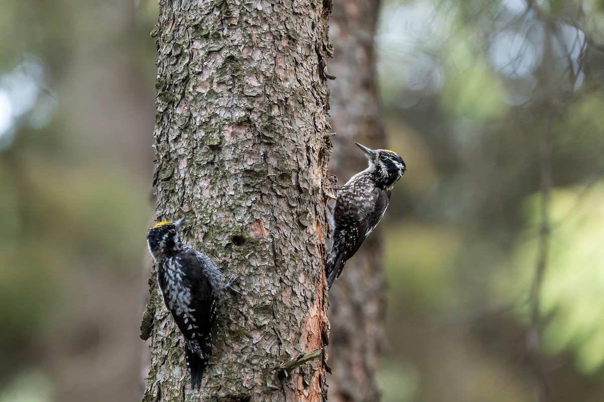 Eurasian Three-toed Woodpecker (Eurasian) - ML639939357