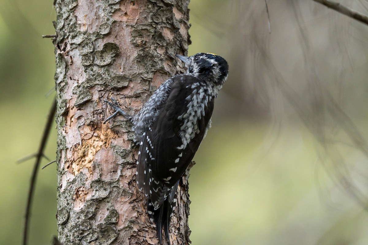 Eurasian Three-toed Woodpecker (Eurasian) - ML639939358