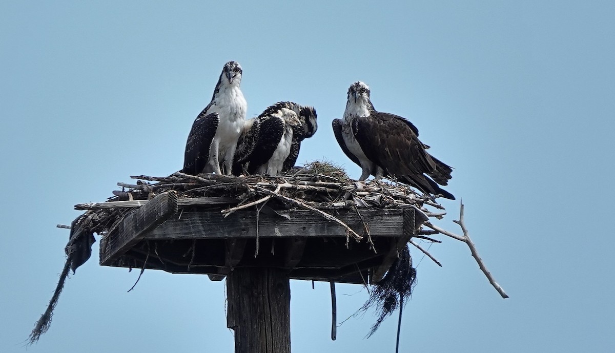 Osprey - ML639939375