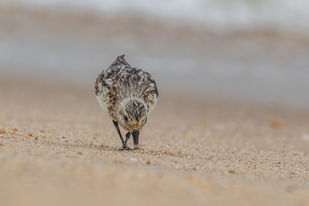 Sanderling - ML639939376