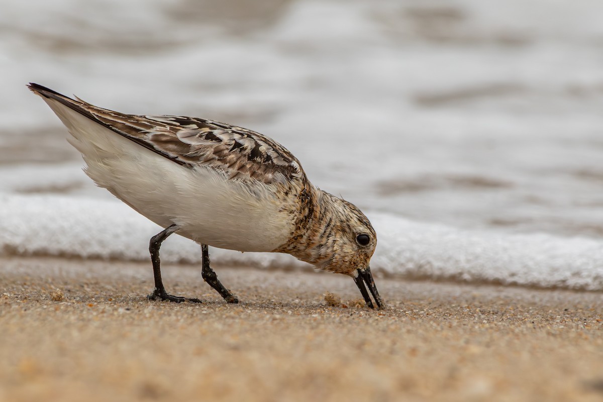 Sanderling - ML639939377