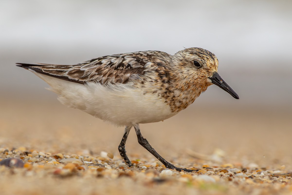 Sanderling - ML639939378