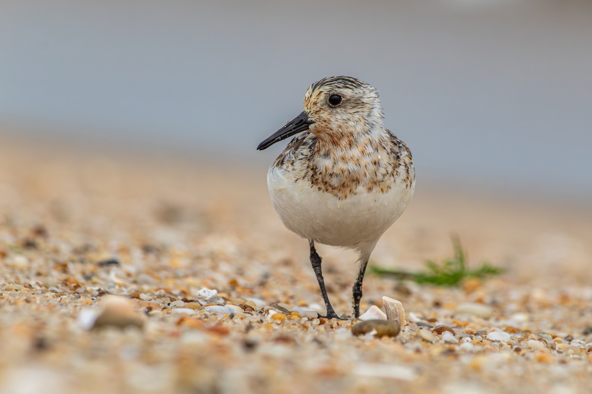 Sanderling - ML639939379
