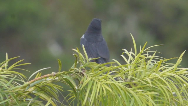 Gray-bellied Flowerpiercer - ML639939418