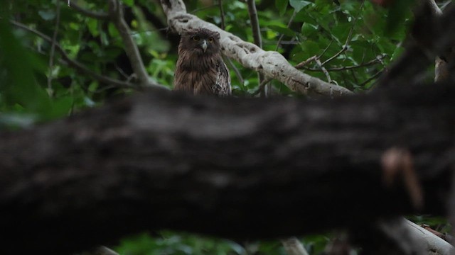 Brown Fish-Owl - ML639939566