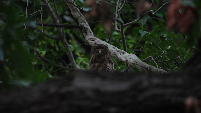 Brown Fish-Owl - ML639939574