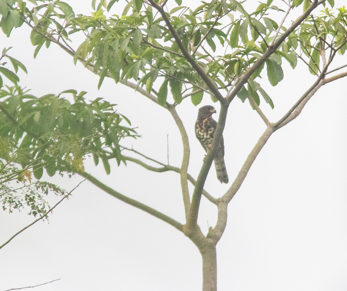 Congo Snake-Eagle - ML639939647