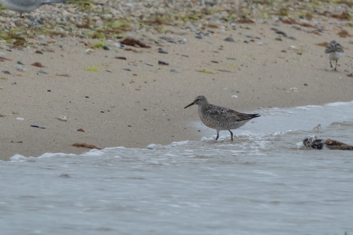 Red Knot - ML639939745