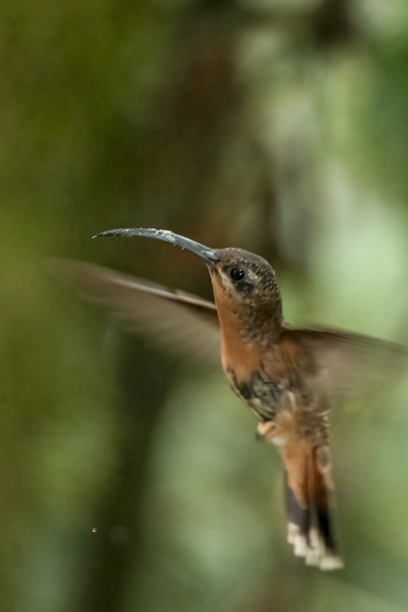 Bronzy Hermit - ML639939749