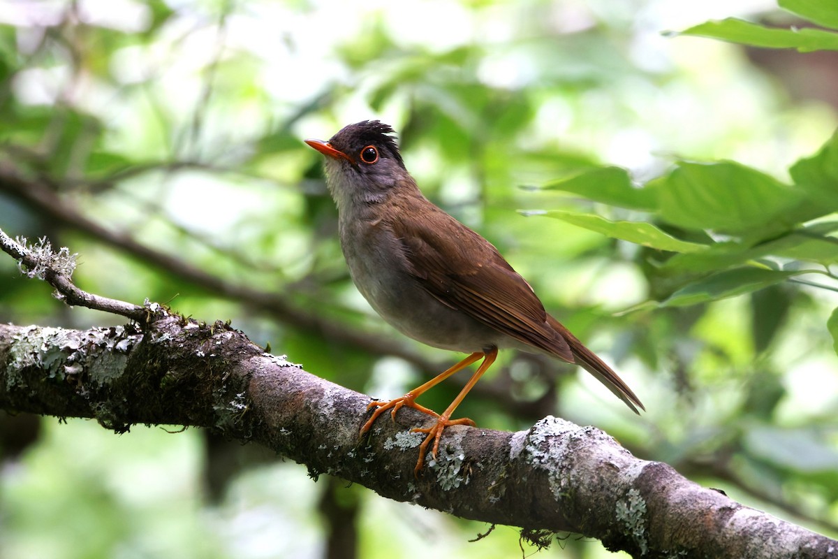 Black-headed Nightingale-Thrush - ML639939910